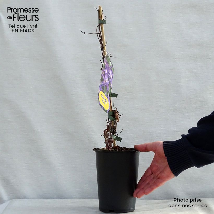 Amostra de Clematis Palette Vaso de 2 L/3 L tal como entregue na primavera