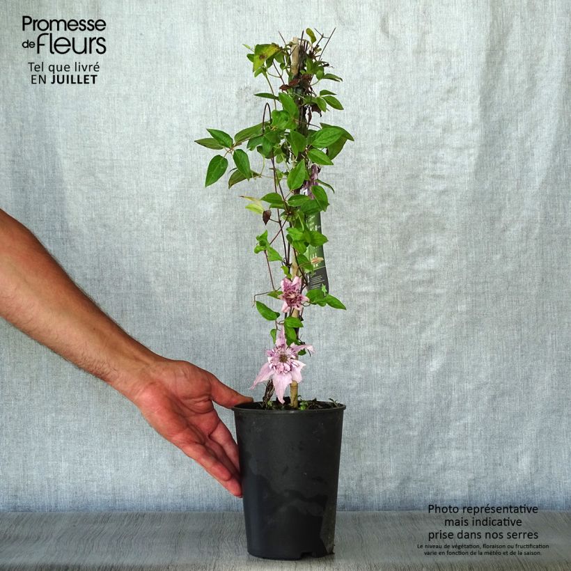 Amostra de Clematis Palette Vaso de 2 L/3 L tal como entregue no verão