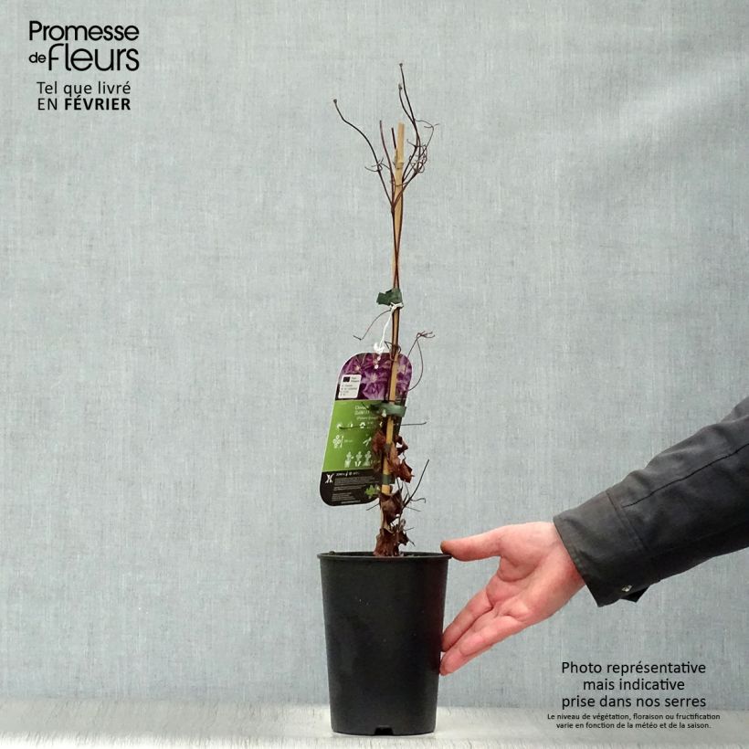 Amostra de Clématite - Clematis Palette  Vaso de 2 L/3 L tal como entregue no inverno