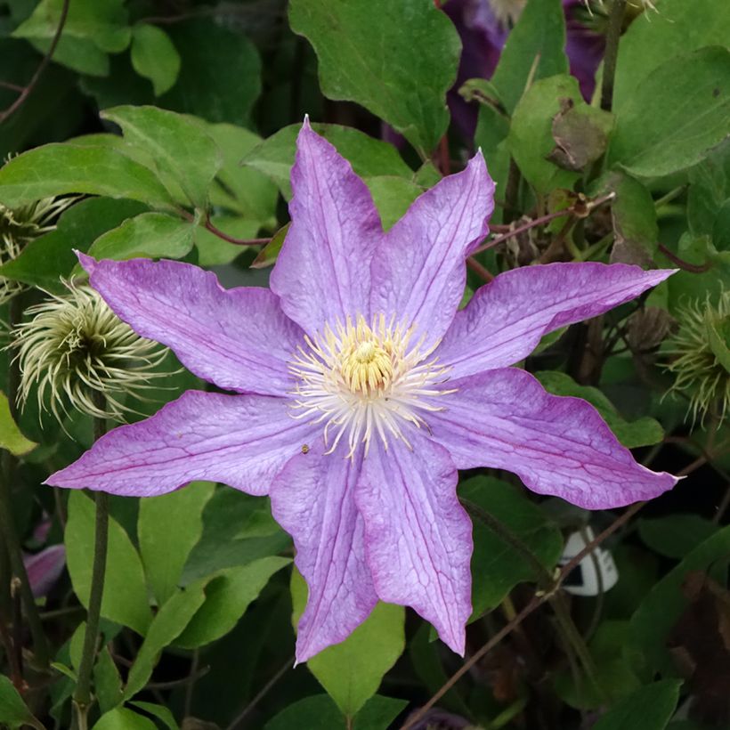 Clematis Palette (Floração)