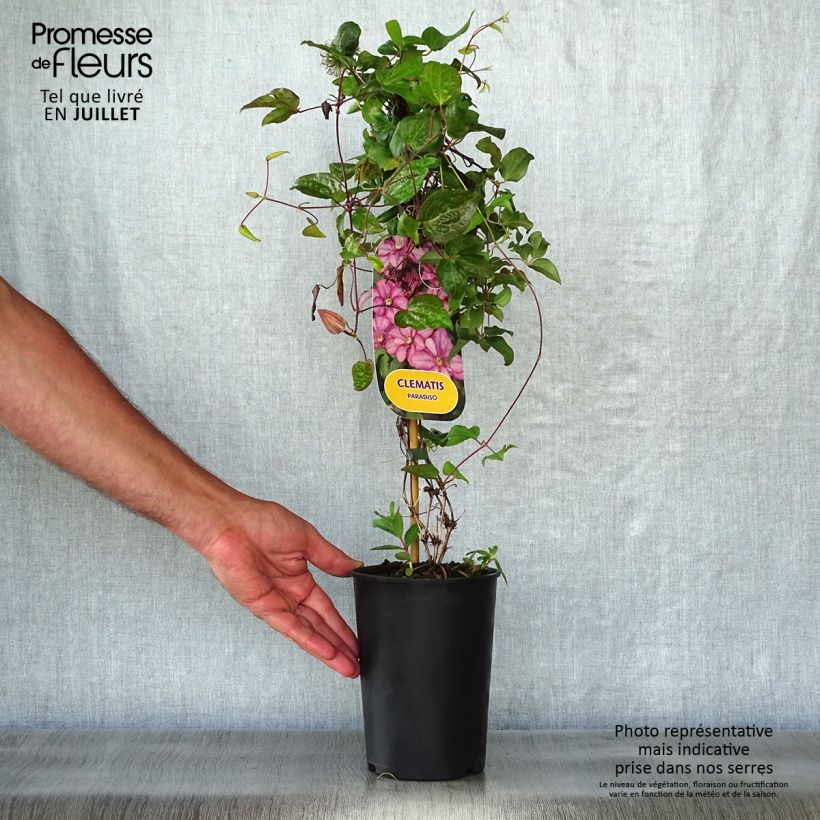 Amostra de Clematis Paradiso Vaso de 2 L/3 L tal como entregue no verão
