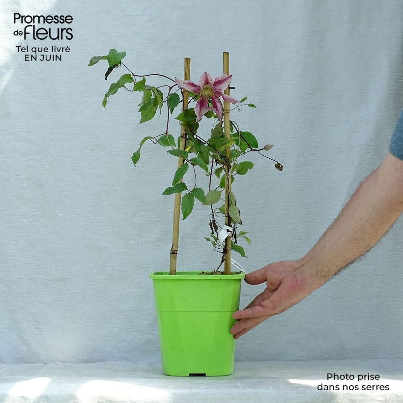 Amostra de Clematis Patricia Ann Fretwell Vaso de 1,5 L/2 L tal como entregue no verão