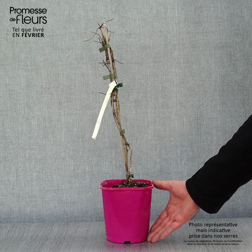 Amostra de Clématite - Clematis Patricia Ann Fretwell  Vaso de 1,5 L/2 L tal como entregue no inverno