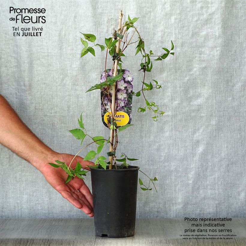Amostra de Clematis Pernille Vaso de 2 L/3 L tal como entregue no verão