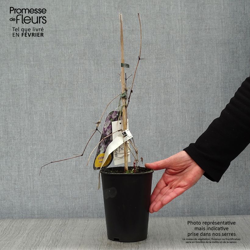 Amostra de Clématite -Clematis Pernille Vaso de 2 L/3 L tal como entregue no inverno