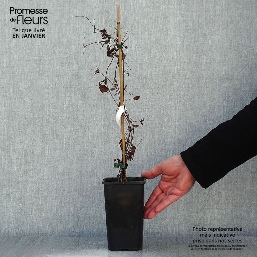 Amostra de Clématite - Clematis Picardy Vaso de 1,5 L/2 L tal como entregue no inverno