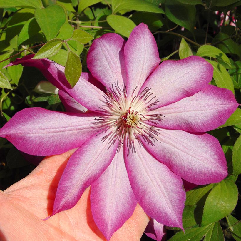 Clematis Picotee (Floração)