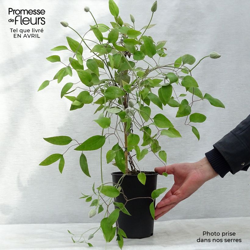 Amostra de Clematis Picotee Vaso de 2 L/3 L tal como entregue na primavera