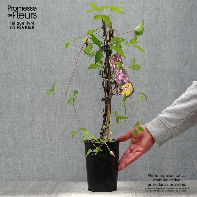 Amostra de Clematis Picotee Vaso de 2 L/3 L tal como entregue no outono