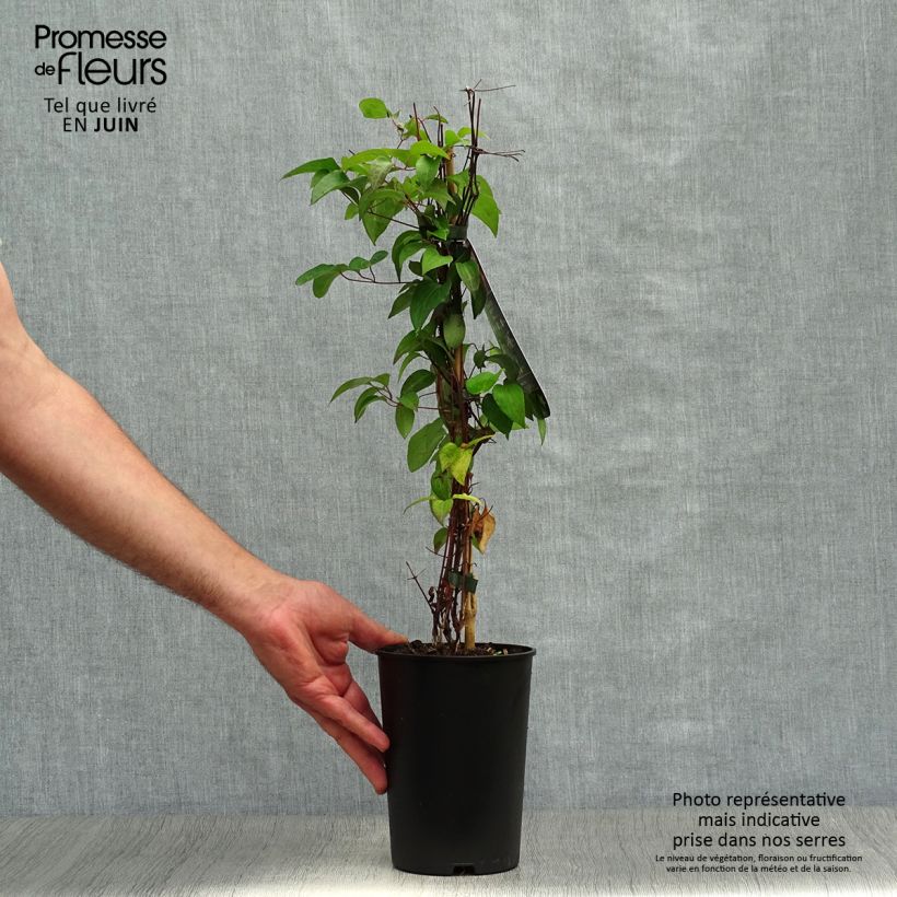 Amostra de Clematis Picotee Vaso de 2 L/3 L tal como entregue no verão