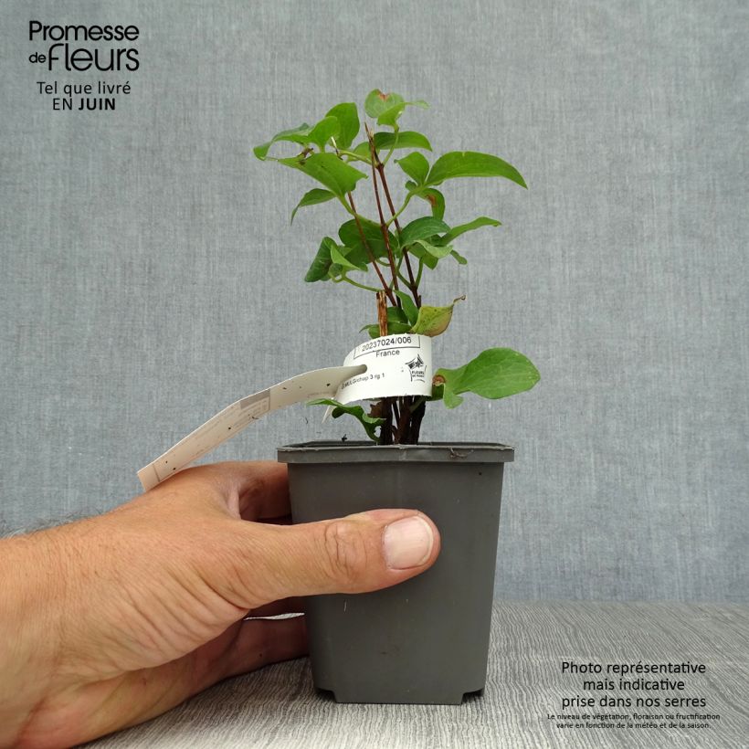 Amostra de Clematis Piilu Vaso de 8/9 cm tal como entregue no verão