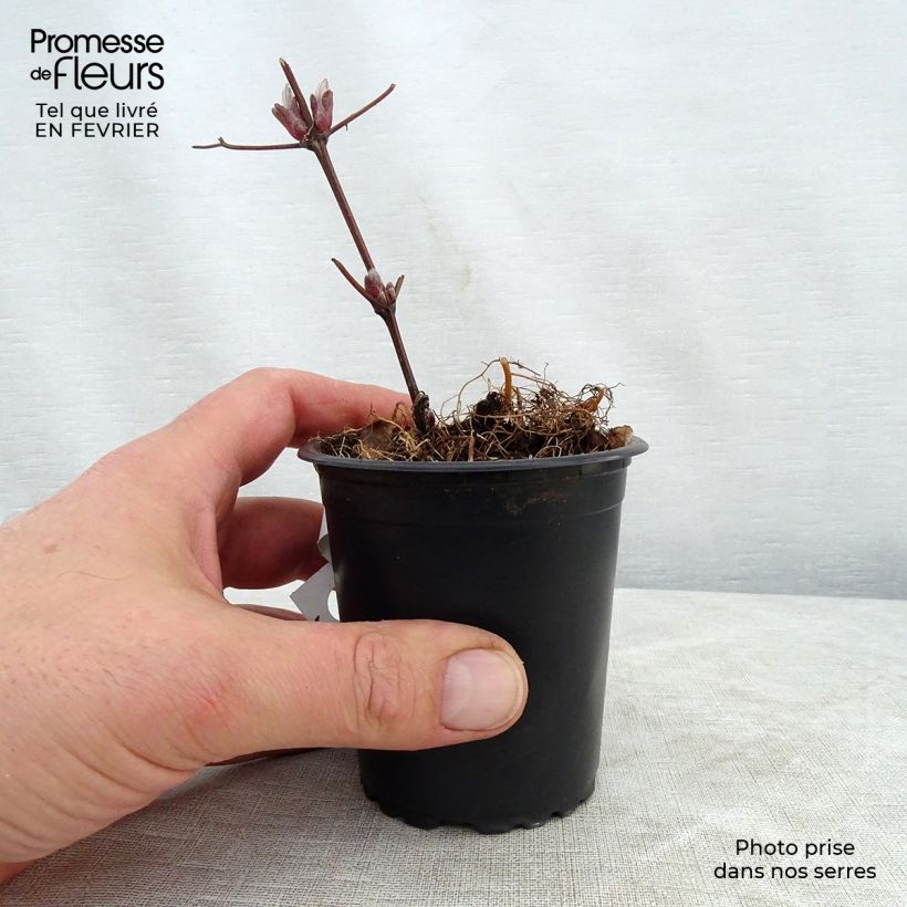 Amostra de Clematis Piilu Vaso de 8/9 cm tal como entregue no inverno