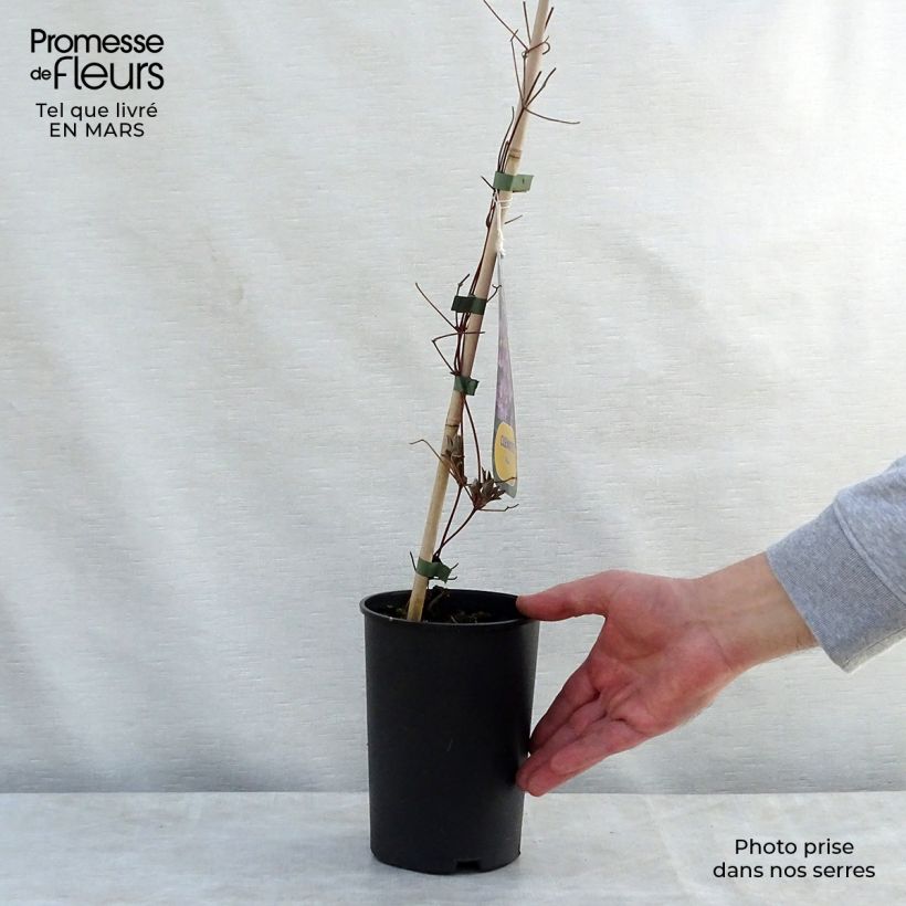 Amostra de Clematis Piilu Vaso de 2 L/3 L tal como entregue na primavera