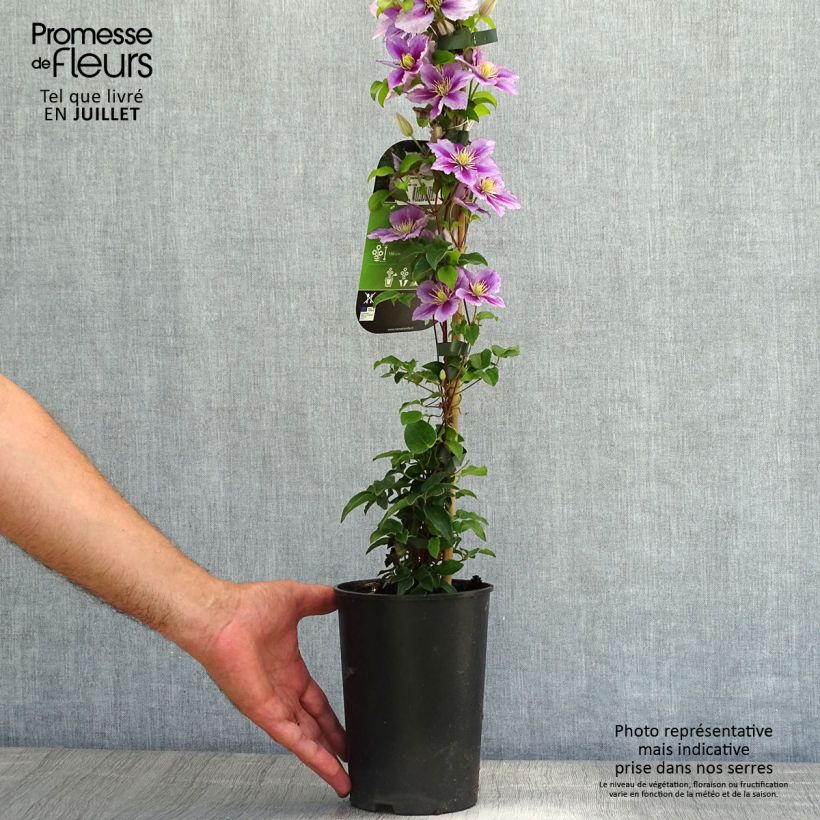 Amostra de Clematis Piilu Vaso de 2 L/3 L tal como entregue no verão