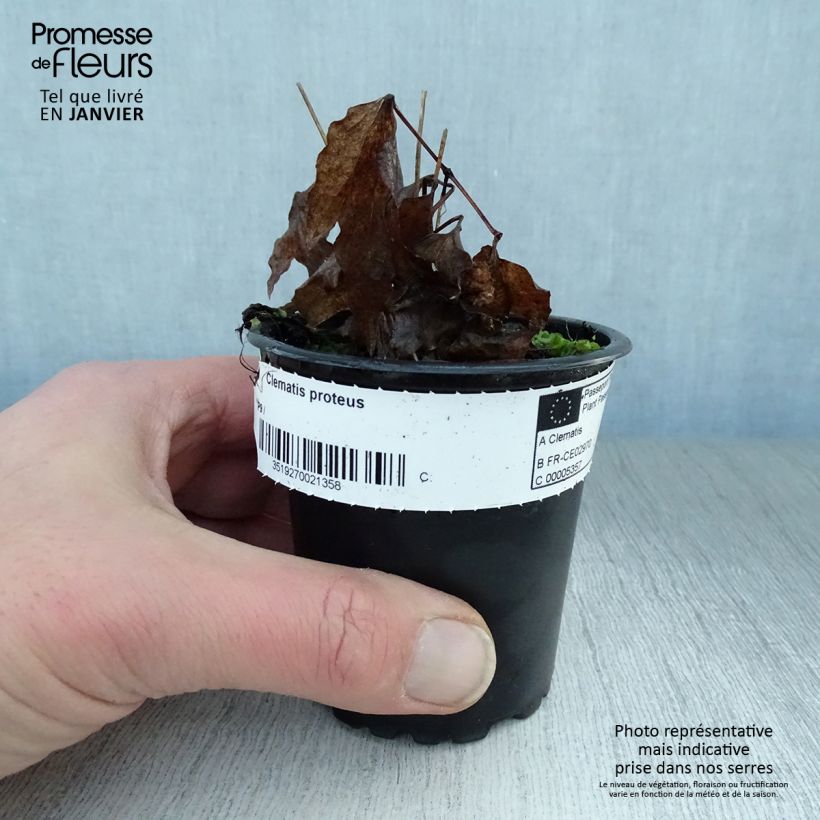 Amostra de Clématite - Clematis Proteus Vaso de 8/9 cm tal como entregue no inverno