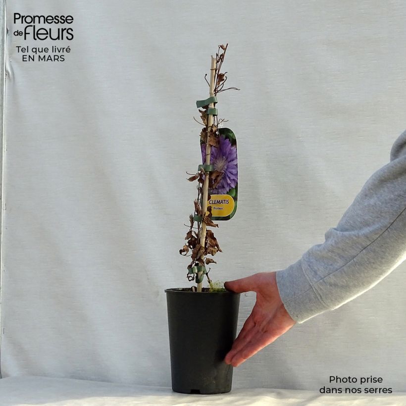Amostra de Clematis Proteus Vaso de 2 L/3 L tal como entregue na primavera