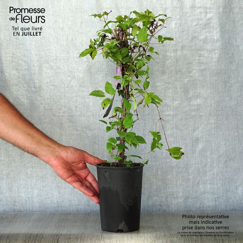 Amostra de Clematis Proteus Vaso de 2 L/3 L tal como entregue no verão