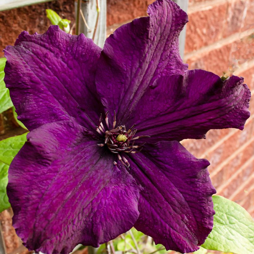 Clematis Rasputin (Floração)