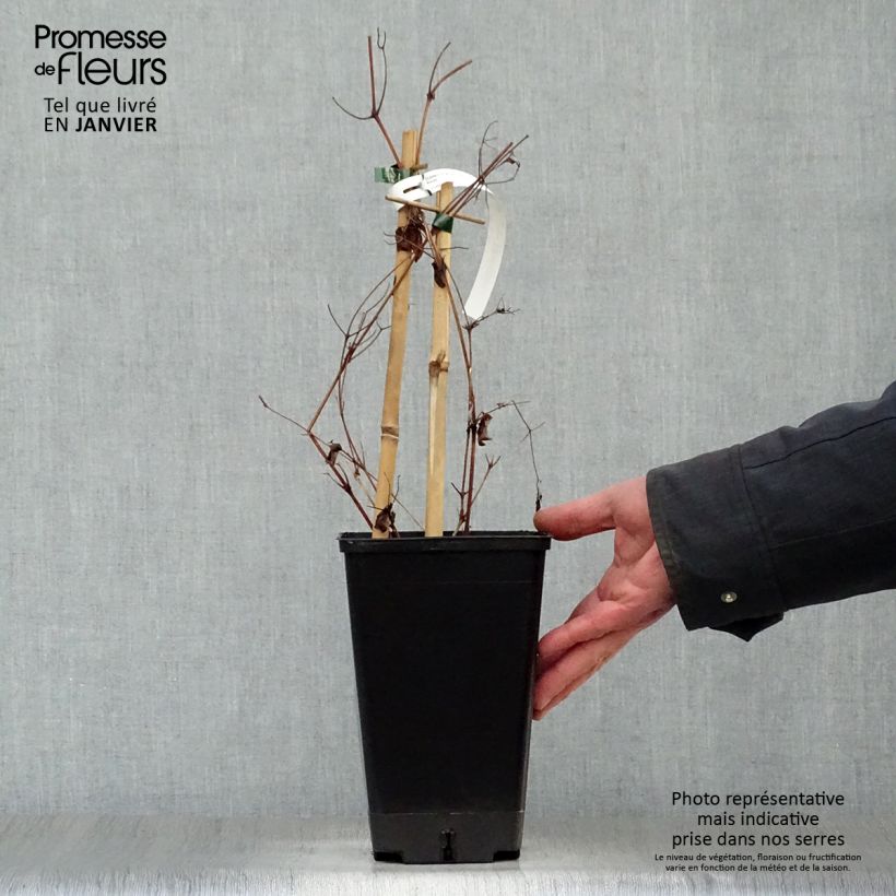 Amostra de Clematis Rebecca Vaso de 2 L/3 L tal como entregue no inverno