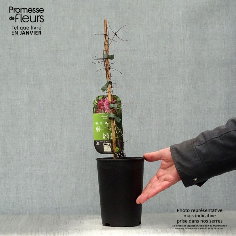 Amostra de Clématite - Clematis Red Star Vaso de 1,5 L/2 L tal como entregue no inverno