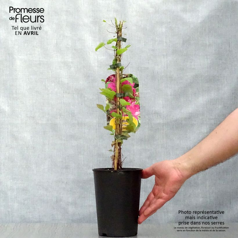 Amostra de Clematis Red Star Vaso de 1,5 L/2 L tal como entregue na primavera