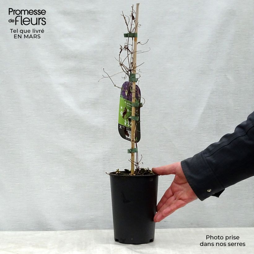 Amostra de Clematis Romantika Vaso de 2 L/3 L tal como entregue na primavera