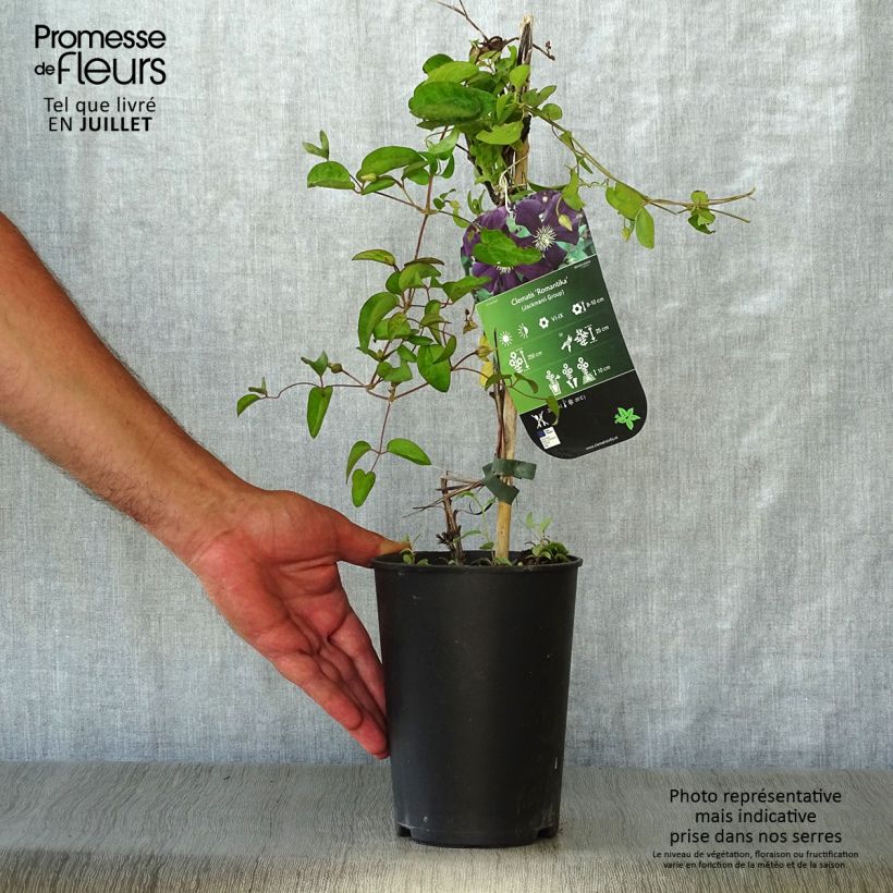 Amostra de Clematis Romantika Vaso de 2 L/3 L tal como entregue no verão