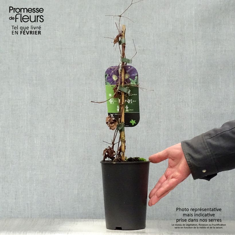 Amostra de Clematis Romantika Vaso de 2 L/3 L tal como entregue no inverno