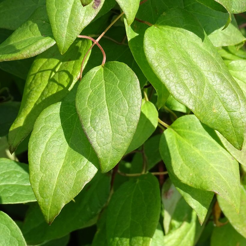 Clematis Rouge Cardinal (Folhagem)