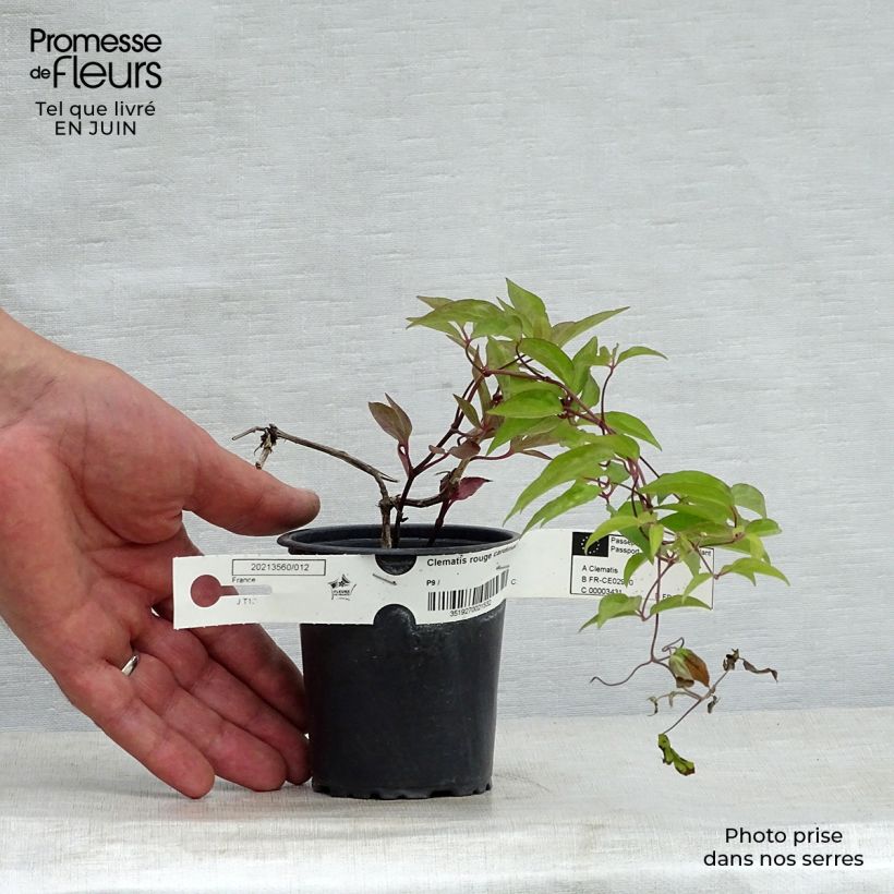Amostra de Clematis Rouge Cardinal Vaso de 8/9 cm tal como entregue no verão