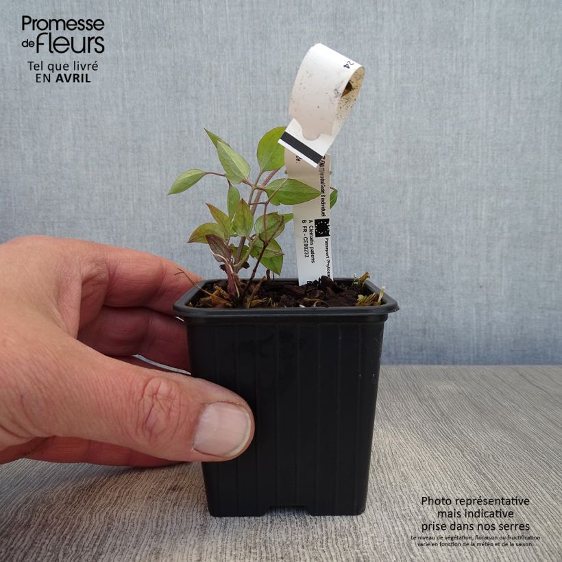 Amostra de Clematis Rouge Cardinal Vaso de 8/9 cm tal como entregue na primavera