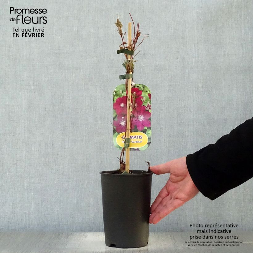 Amostra de Clématite - Clematis Rouge Cardinal  Vaso de 2 L/3 L tal como entregue no inverno