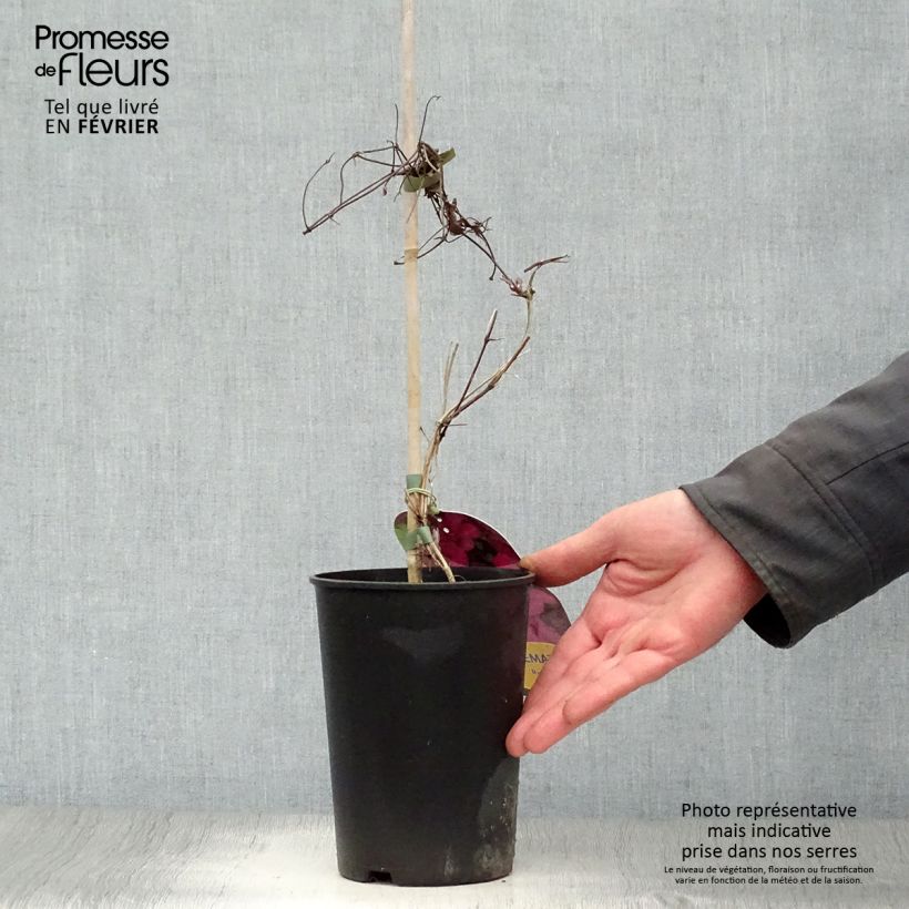 Amostra de Clématite - Clematis Ruutel Vaso de 2 L/3 L tal como entregue no inverno