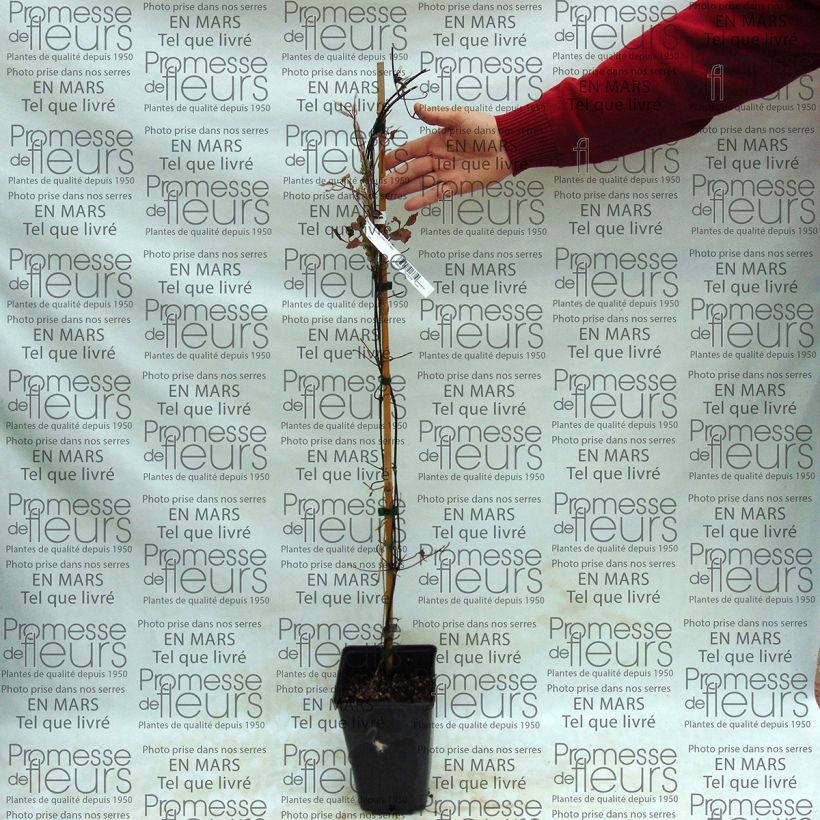 Exemplo de amostra de Clématite - Clematis SUCCESS® Bleu de Loire Vaso de 2 L/3 L tal como entregue