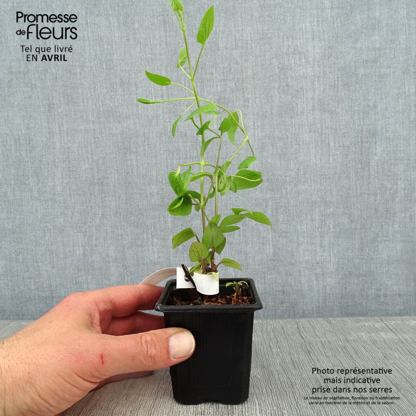 Amostra de Clematis Saphyra Estrella Vaso de 8/9 cm tal como entregue na primavera