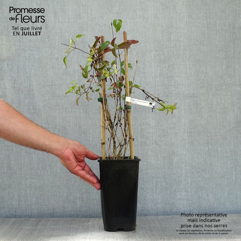 Amostra de Clematis Saphyra Vaso de 2 L/3 L tal como entregue no verão