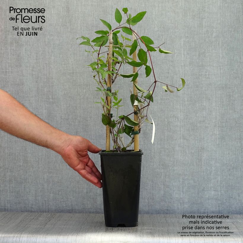 Amostra de Clematis Saphyra Vaso de 2 L/3 L tal como entregue na primavera