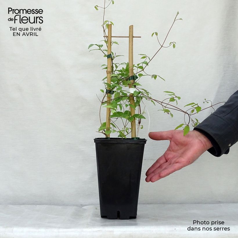 Amostra de Clematis Sen no Kaze Vaso de 2 L/3 L tal como entregue na primavera
