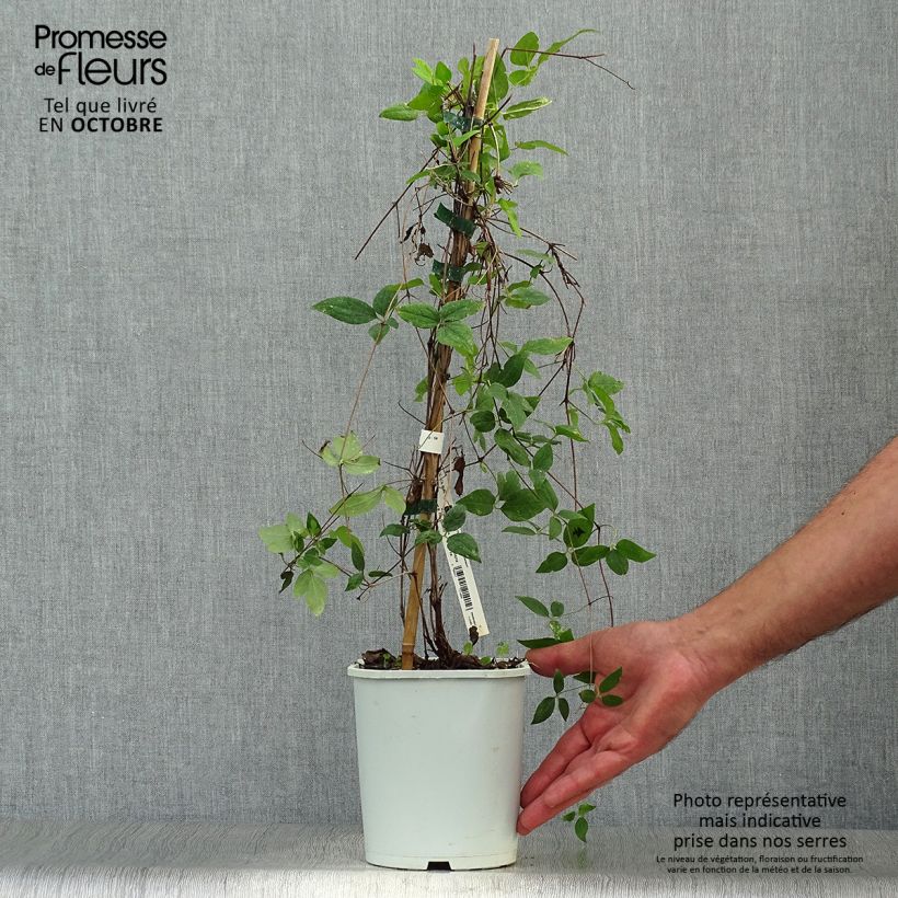 Amostra de Clematis Sen no Kaze Vaso de 2 L/3 L tal como entregue no outono