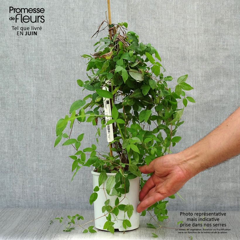 Amostra de Clematis Sen no Kaze Vaso de 2 L/3 L tal como entregue no verão
