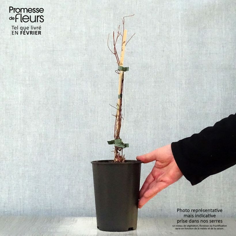 Amostra de Clématite - Clematis Shin-Shigyoku Vaso de 2 L/3 L tal como entregue no inverno