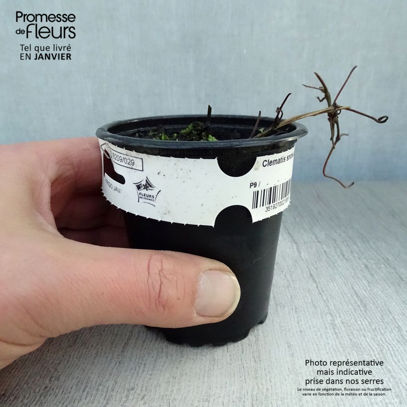 Amostra de Clématite - Clematis Snow Queen Vaso de 8/9 cm tal como entregue no inverno