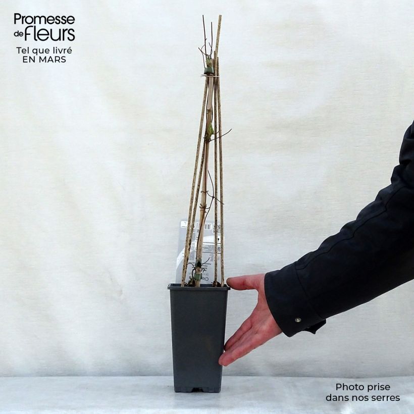 Amostra de Clematis Snow Queen Vaso de 2 L/3 L tal como entregue na primavera