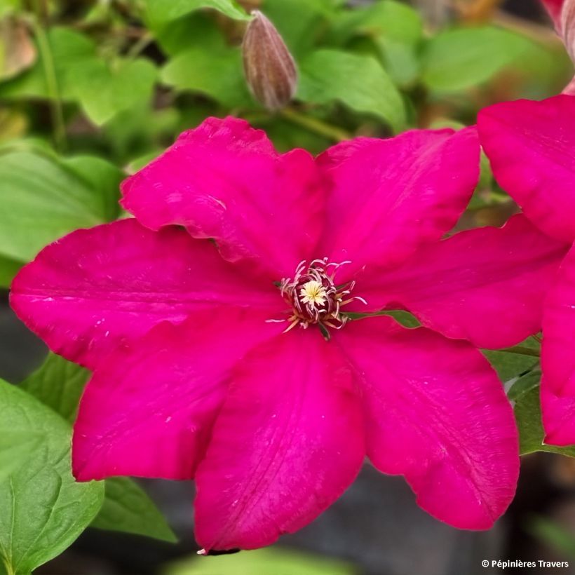 Clematis Solidarnosc (Floração)