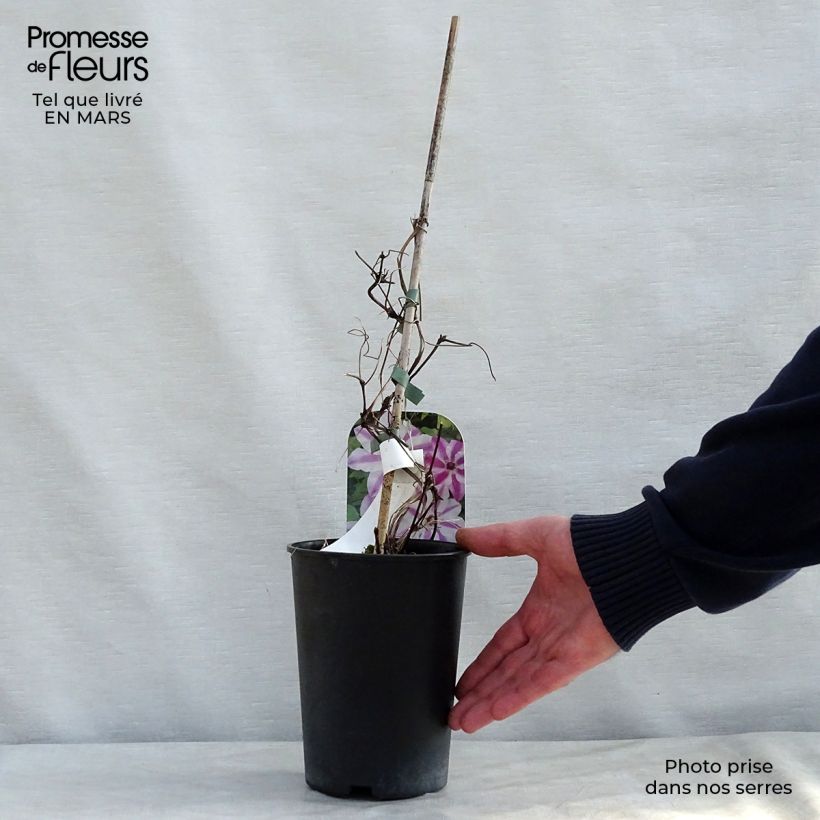 Amostra de Clematis Souvenir du Capitaine Thuilleaux Vaso de 2 L/3 L tal como entregue na primavera