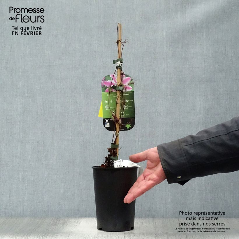 Amostra de Clématite - Clematis Souvenir du Capitaine Thuilleaux Vaso de 2 L/3 L tal como entregue no inverno