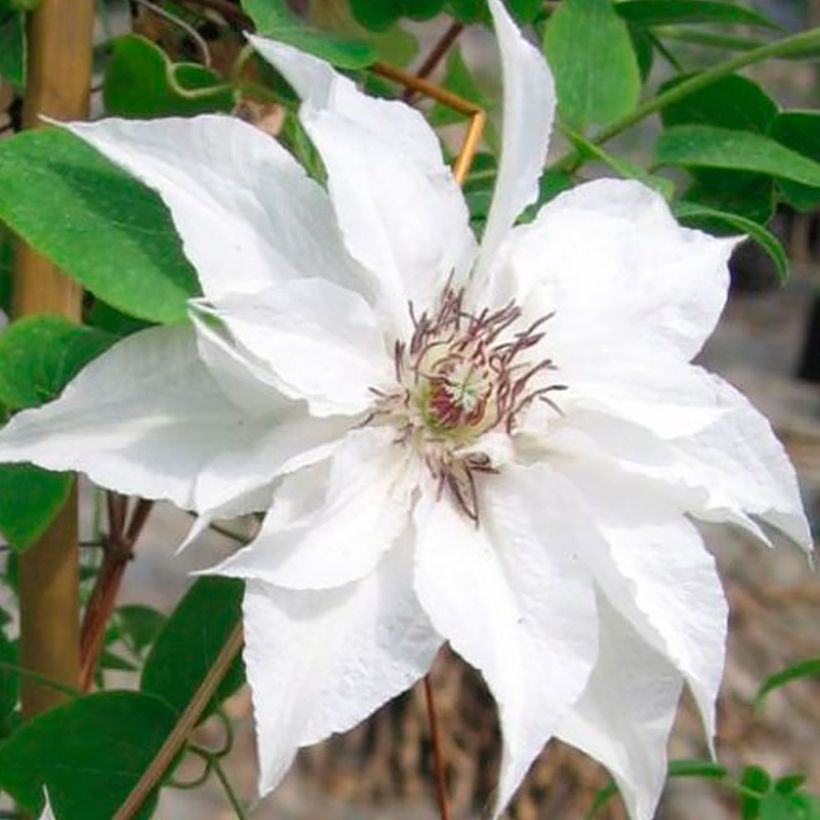 Clematis Sparkler (Floração)