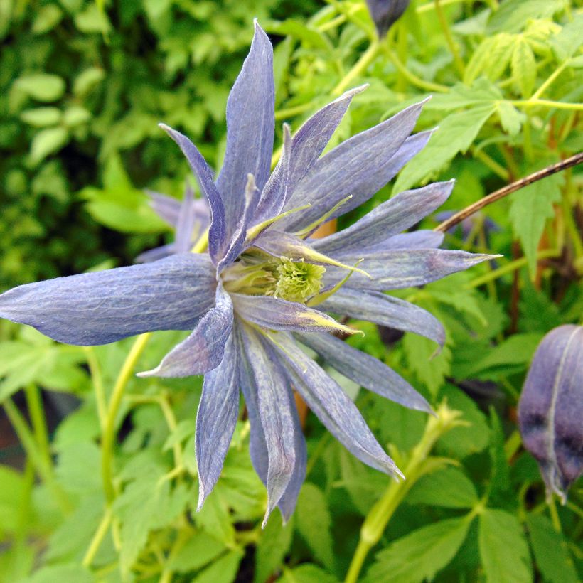 Clematis Spiky (Floração)