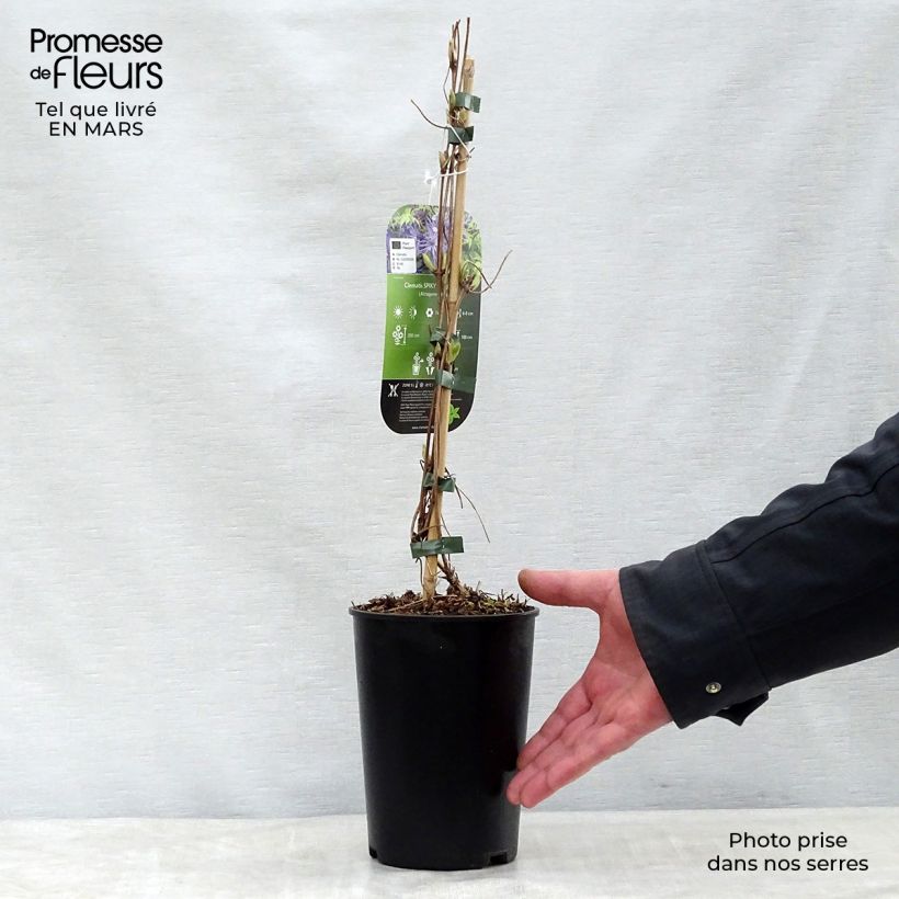 Amostra de Clematis Spiky Vaso de 2 L/3 L tal como entregue na primavera