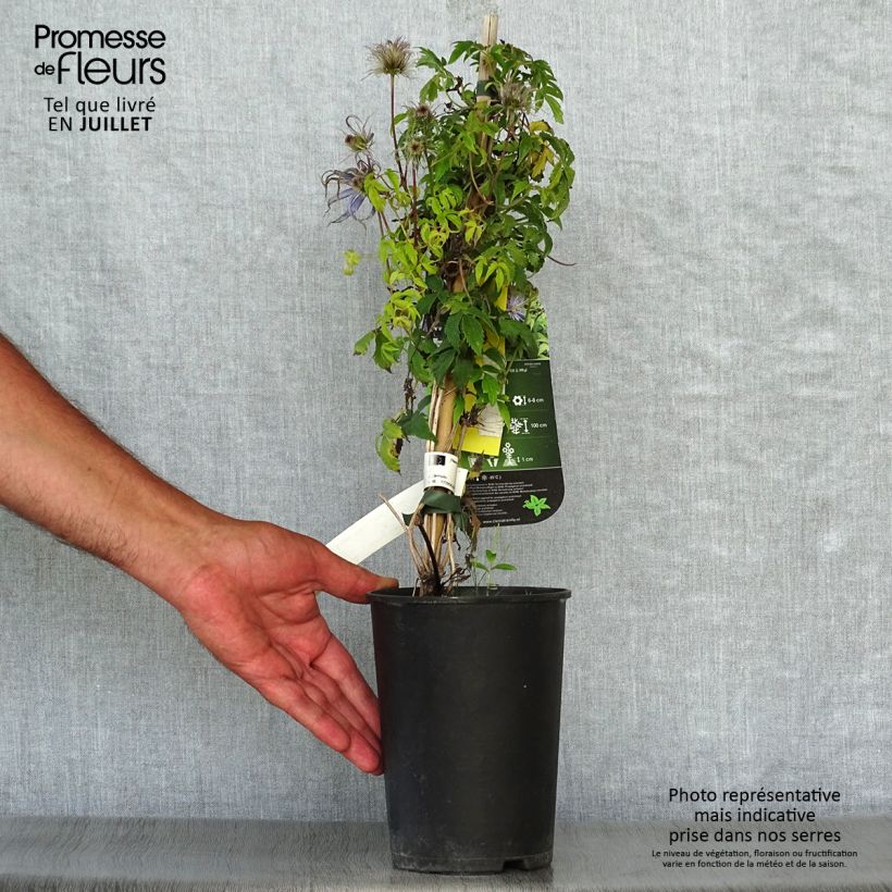 Amostra de Clematis Spiky Vaso de 2 L/3 L tal como entregue no verão